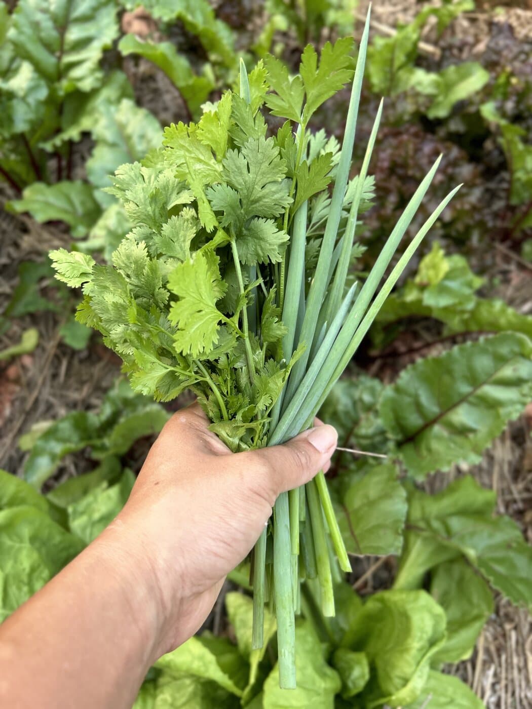 Cheiro-verde recém-colhido na mão, ainda na horta